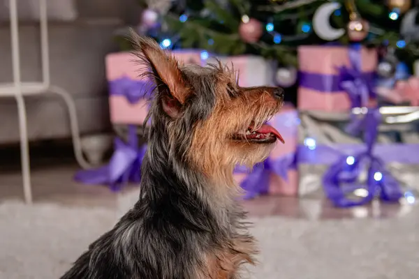 在圣诞树和礼物的背景下 一只小松鼠犬的特写 — 图库照片