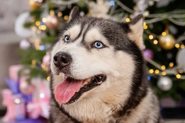 Noel Ağacı Arkaplanı Olan Iri Yapılı Bir Köpeğin Yakın Plan — Stok fotoğraf