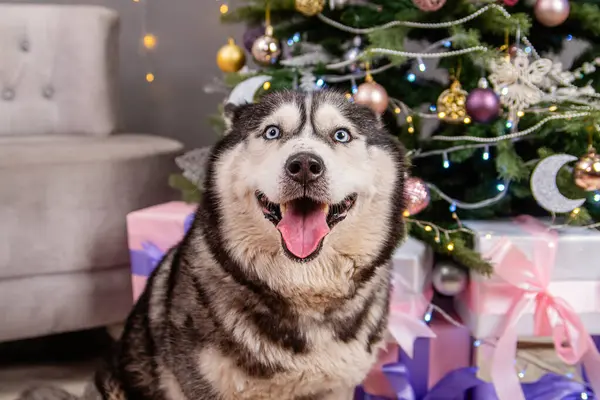 Noel Ağacı Arkaplanı Olan Iri Yapılı Bir Köpeğin Yakın Plan — Stok fotoğraf