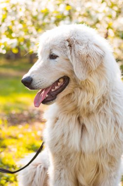Bir parkta çiçek açan bir arka planda oturan Maremma Abruzzese 'nin yakın plan portresi..