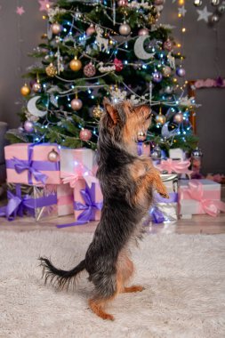 Küçük bir pinscher köpeği arka ayakları üzerinde durur, bir numara gösterir, bir emir uygular, bir Noel ağacının arka planına karşı. Melez köpek, Oyuncak Teriyer ve York Teriyeri.