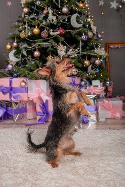 Küçük bir pinscher köpeği arka ayakları üzerinde durur, bir numara gösterir, bir emir uygular, bir Noel ağacının arka planına karşı. Melez köpek, Oyuncak Teriyer ve York Teriyeri.