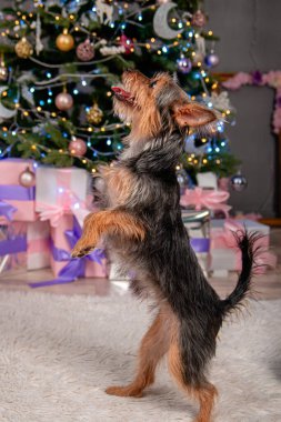 Küçük bir pinscher köpeği arka ayakları üzerinde durur, bir numara gösterir, bir emir uygular, bir Noel ağacının arka planına karşı. Melez köpek, Oyuncak Teriyer ve York Teriyeri.