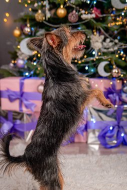 Küçük bir pinscher köpeği arka ayakları üzerinde durur, bir numara gösterir, bir emir uygular, bir Noel ağacının arka planına karşı. Melez köpek, Oyuncak Teriyer ve York Teriyeri.