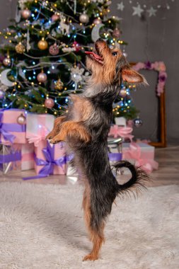 Küçük bir pinscher köpeği arka ayakları üzerinde durur, bir numara gösterir, bir emir uygular, bir Noel ağacının arka planına karşı. Melez köpek, Oyuncak Teriyer ve York Teriyeri.