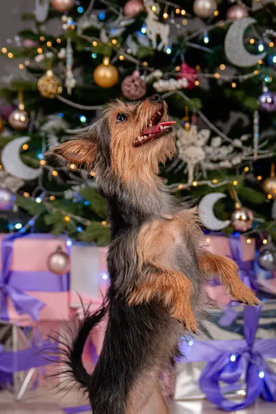 一只小松鼠犬用后腿站立 在圣诞树下表演把戏 执行命令 混血儿狗 Toy Terrier和York Terrier — 图库照片