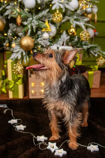 Portrét Malého Pinčouna Pozadí Vánočního Stromečku Dárků Pes Smíšené Plemeno — Stock fotografie