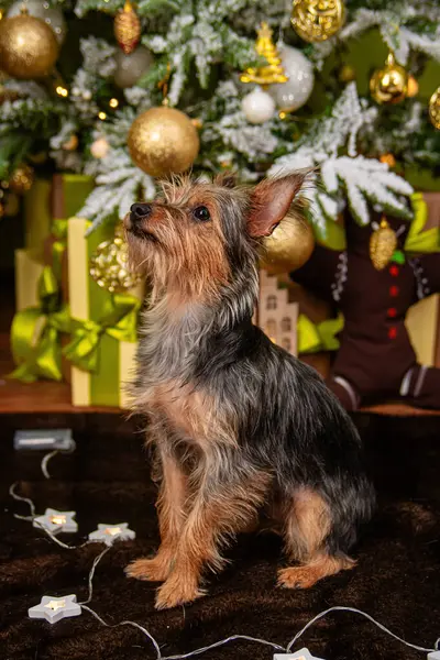 Portrét Malého Pinčouna Pozadí Vánočního Stromečku Dárků Pes Smíšené Plemeno — Stock fotografie