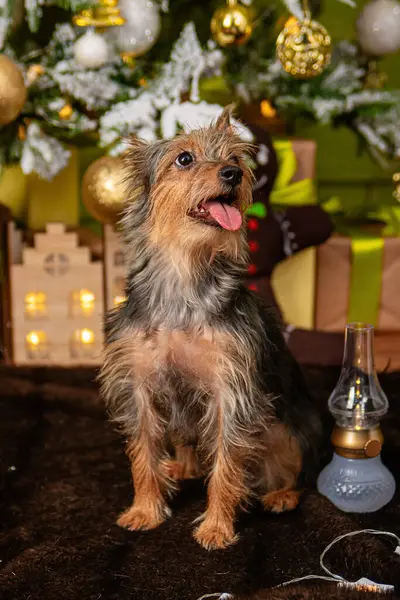 在圣诞树和礼物的背景下刻画一只小松鼠犬的肖像 这只狗是由Toy Terrier和York Terrier混合组成的 — 图库照片