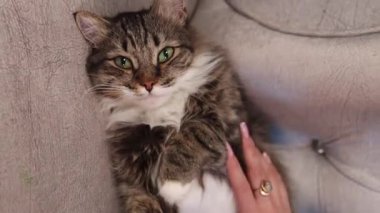 Kanepede uzanmış tüylü, tekir kediyi okşayan bir kadının ellerine yakın çekim. Dikey video, kamera hareketi, seçici odak.