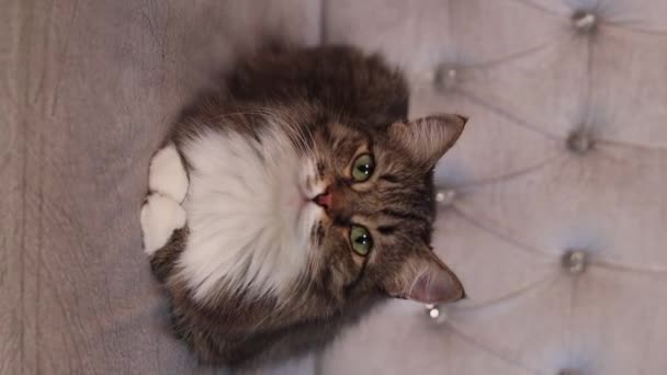 Retrato Gato Gris Esponjoso Tabby Acostado Sofá Video Vertical Movimiento — Vídeos de Stock