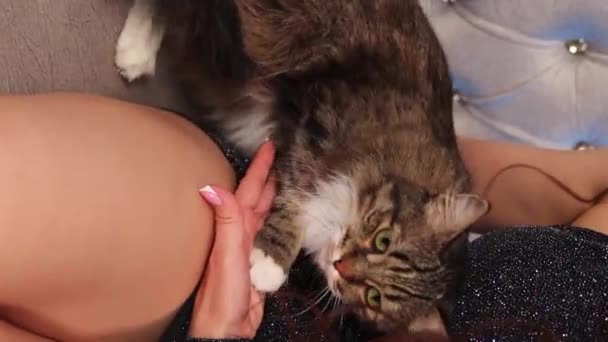 Primer Plano Las Manos Una Mujer Acariciando Gato Esponjoso Tabby — Vídeos de Stock