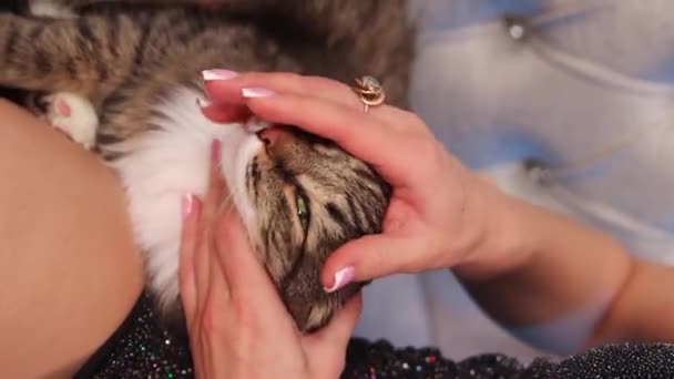 Närbild Kvinnas Händer Smeka Fluffig Tabby Katt Liggande Soffan Vertikal — Stockvideo