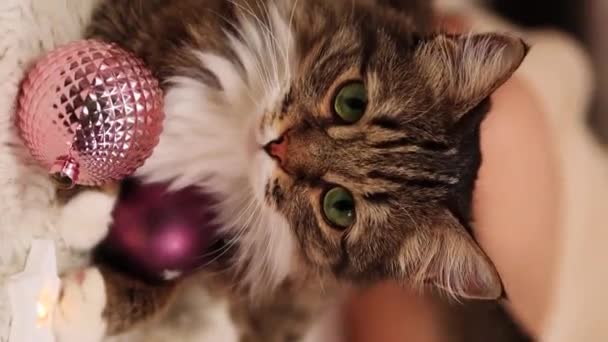 Close Portrait Gray Tabby Cat Lies Carpet Background Christmas Tree — Stock Video