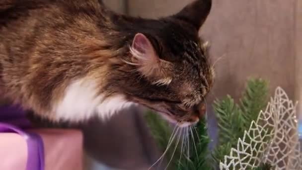 Retrato Cerca Gato Canoso Masticando Una Rama Árbol Navidad — Vídeo de stock
