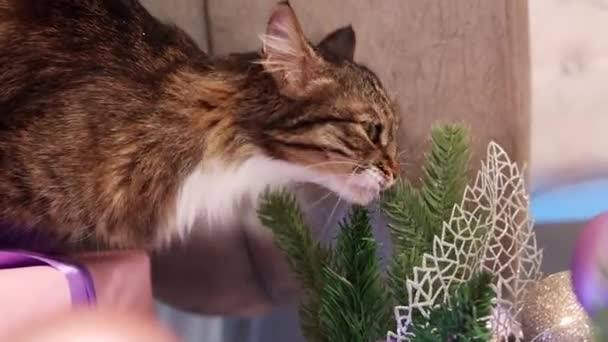 一只灰色的胖胖的猫咬着圣诞树树枝的特写 — 图库视频影像