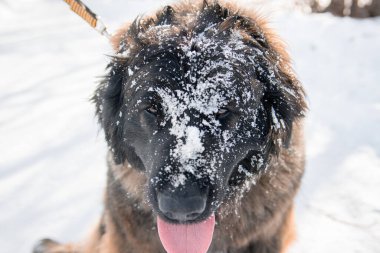 Safkan bir köpeğin portresi Leonberger 'i bir kış parkının arka planında doğuruyor..
