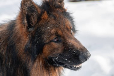 Bir Alman çoban köpeğinin yakın plan portresi kar ve kış parkına karşı..