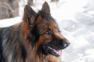 Bir Alman çoban köpeğinin yakın plan portresi kar ve kış parkına karşı..