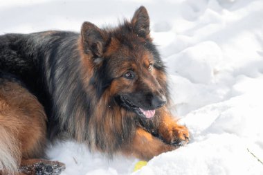Bir Alman çoban köpeğinin yakın plan portresi kar ve kış parkına karşı..