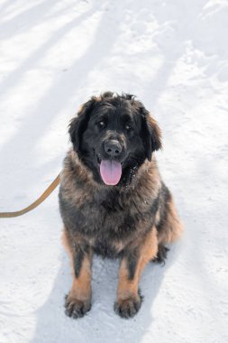 Safkan bir Leonberger köpeğinin tam boy portresi bir kış parkının arka planında oturuyor..