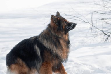 Uzun saçlı bir Alman kurdu kış parkında yürüyor ve kar yağışı yapıyor..