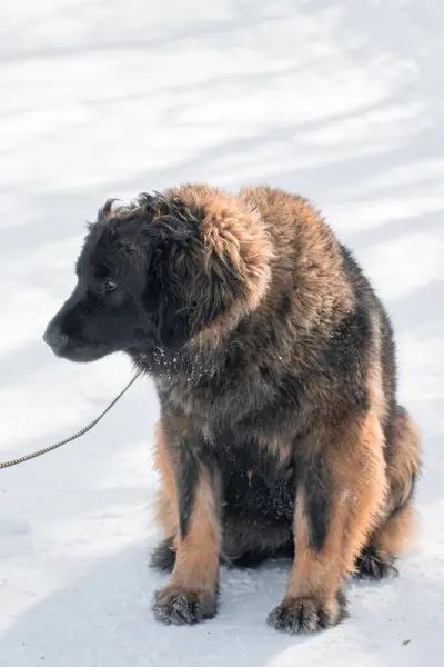 stock image Full length portrait of a purebred Leonberger dog sitting against the backdrop of a winter park.