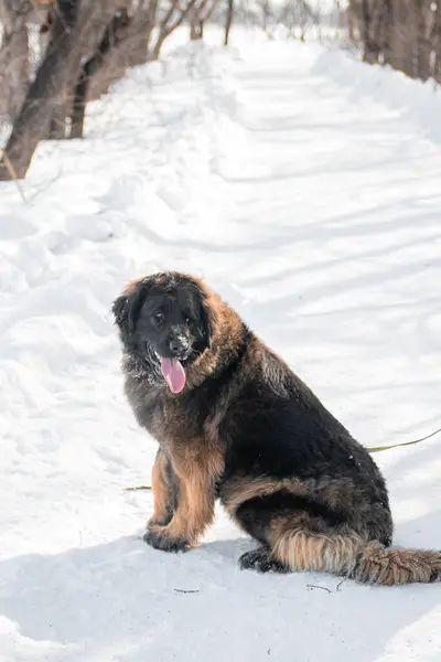 stock image Full length portrait of a purebred Leonberger dog sitting against the backdrop of a winter park.