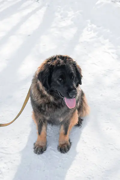 Safkan Bir Leonberger Köpeğinin Tam Boy Portresi Bir Kış Parkının Telifsiz Stok Fotoğraflar