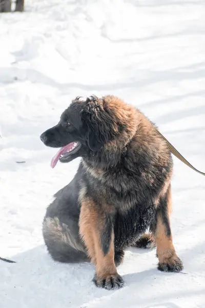 Safkan Bir Leonberger Köpeğinin Tam Boy Portresi Bir Kış Parkının Stok Fotoğraf