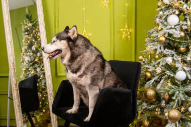 İri yapılı bir köpek, siyah bir sandalyede Noel ağacının ve süslemelerin önünde oturur..