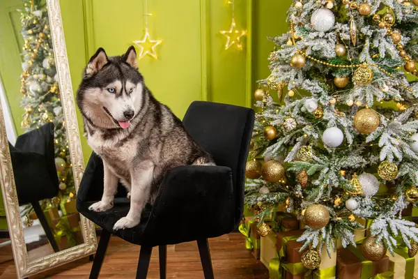 İri yapılı bir köpek, siyah bir sandalyede Noel ağacının ve süslemelerin önünde oturur..