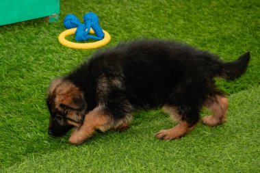 Safkan Alman çoban köpekleri bir köpek otelinde oynuyorlar..