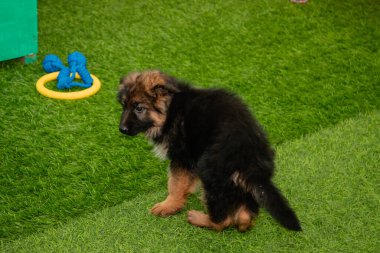 Safkan Alman çoban köpekleri bir köpek otelinde oynuyorlar..