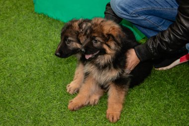 Safkan Alman çoban köpekleri bir köpek otelinde oynuyorlar..
