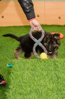 Safkan Alman çoban köpekleri bir köpek otelinde oynuyorlar..