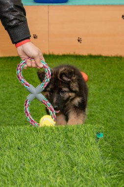 Safkan Alman çoban köpekleri bir köpek otelinde oynuyorlar..