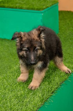 Safkan Alman çoban köpekleri bir köpek otelinde oynuyorlar..