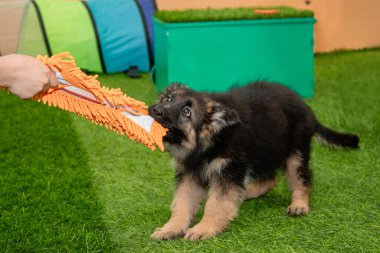 Safkan Alman çoban köpekleri bir köpek otelinde oynuyorlar..