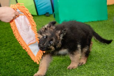 Safkan Alman çoban köpekleri bir köpek otelinde oynuyorlar..