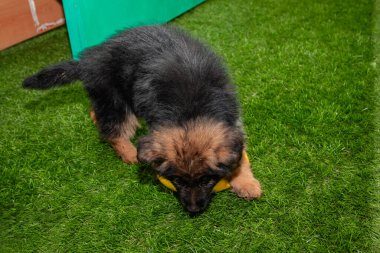 Safkan Alman çoban köpekleri bir köpek otelinde oynuyorlar..