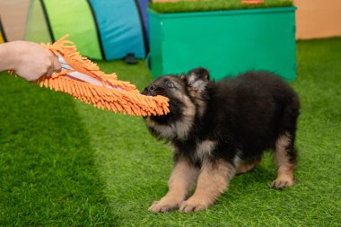 Safkan Alman çoban köpekleri bir köpek otelinde oynuyorlar..