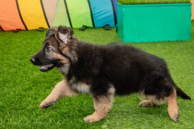 Safkan Alman çoban köpekleri bir köpek otelinde oynuyorlar..