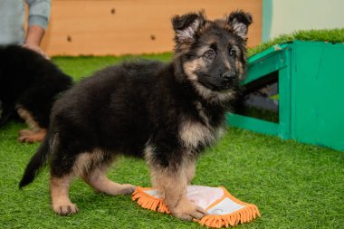 Safkan Alman çoban köpekleri bir köpek otelinde oynuyorlar..
