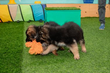 Safkan Alman çoban köpekleri bir köpek otelinde oynuyorlar..