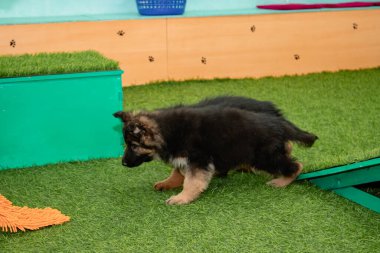 Safkan Alman çoban köpekleri bir köpek otelinde oynuyorlar..