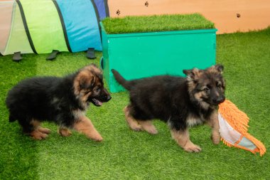 Safkan Alman çoban köpekleri bir köpek otelinde oynuyorlar..