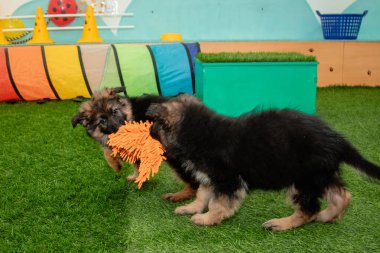 Safkan Alman çoban köpekleri bir köpek otelinde oynuyorlar..