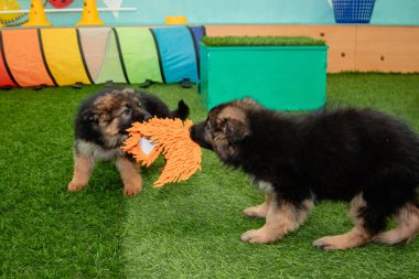Safkan Alman çoban köpekleri bir köpek otelinde oynuyorlar..