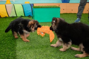 Safkan Alman çoban köpekleri bir köpek otelinde oynuyorlar..